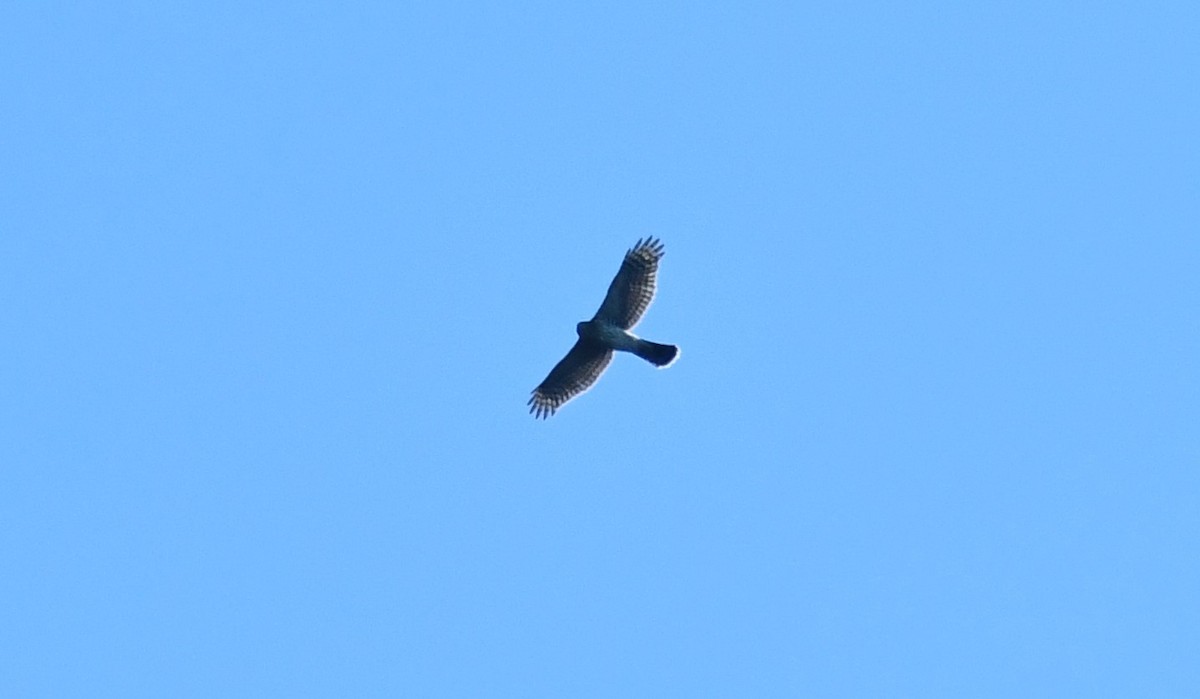 Cooper's Hawk - ML641123530