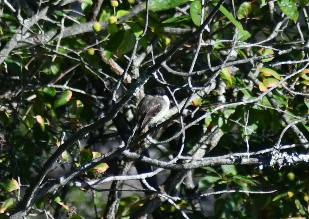 Eastern Phoebe - ML641123542