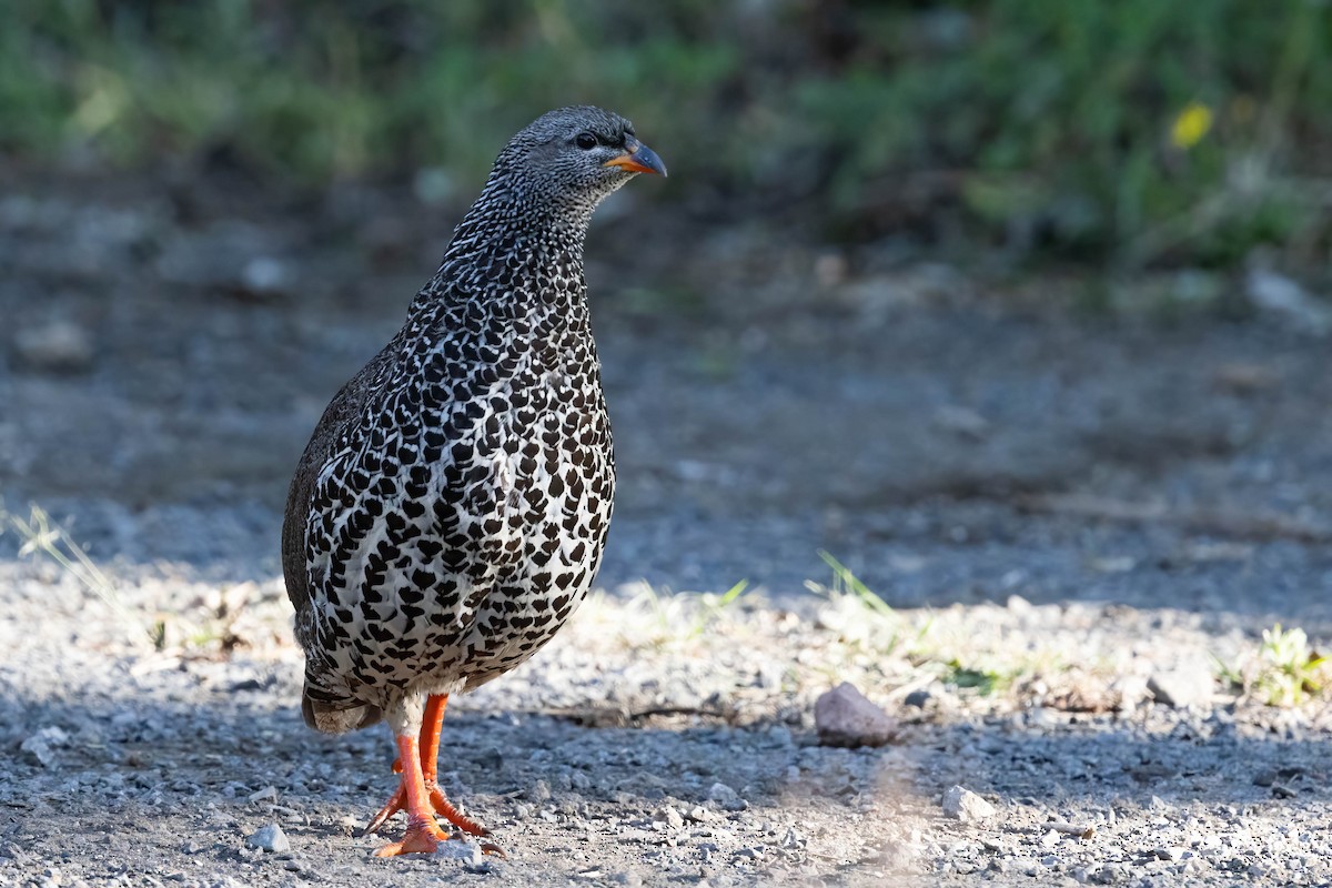 Hildebrandt's Spurfowl - ML641123554