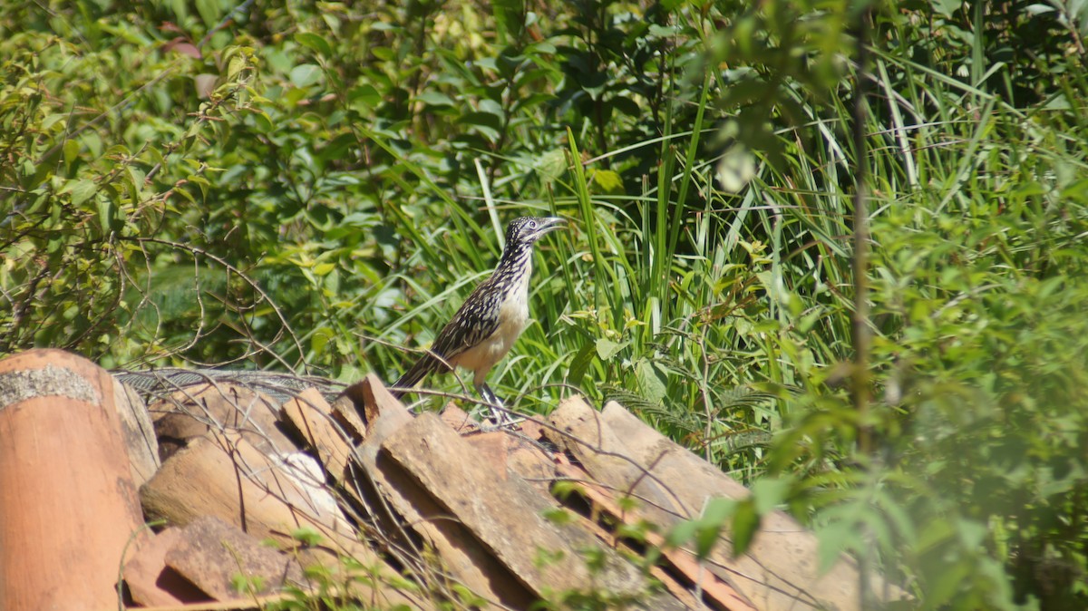 Lesser Roadrunner - ML641123555
