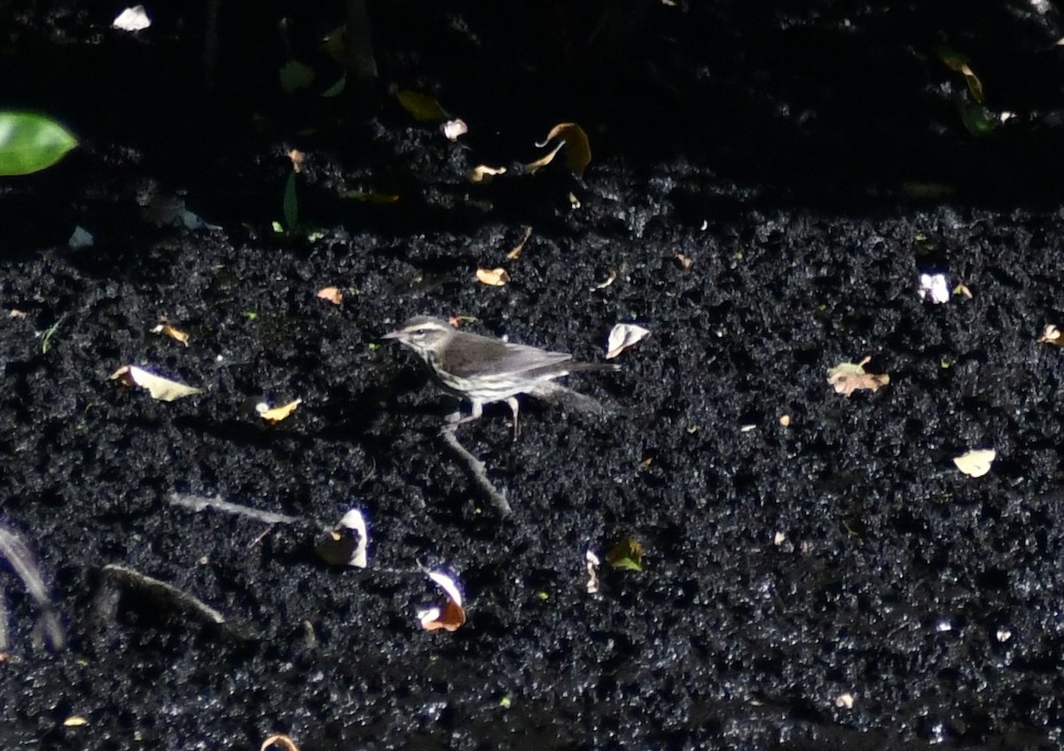 Northern Waterthrush - ML641123556