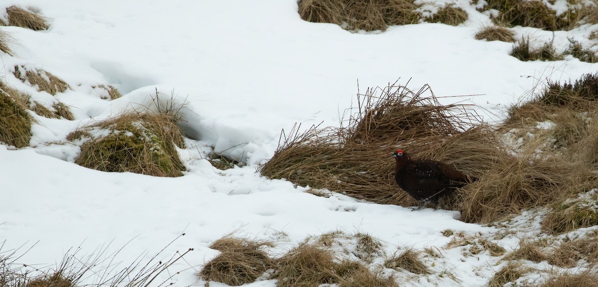Willow Ptarmigan (Red Grouse) - ML641123562