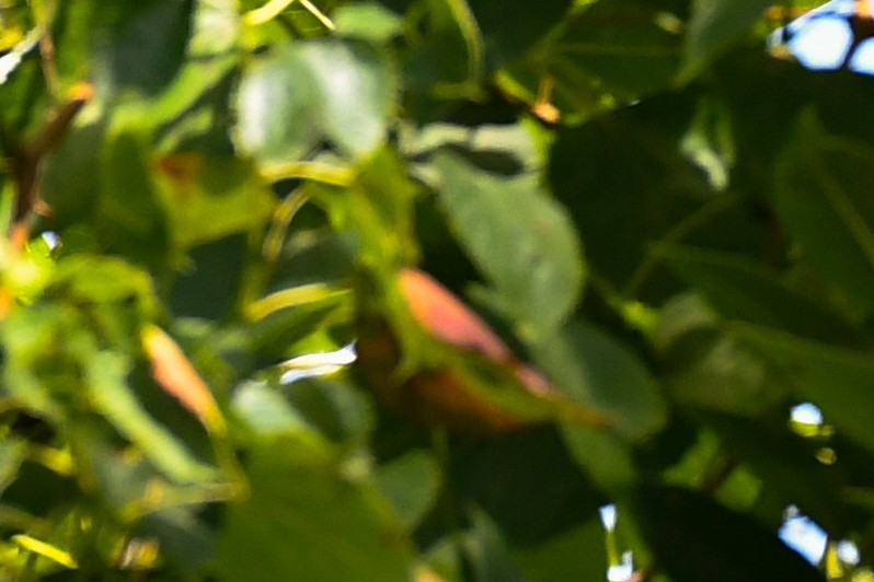 Summer Tanager - ML641123580