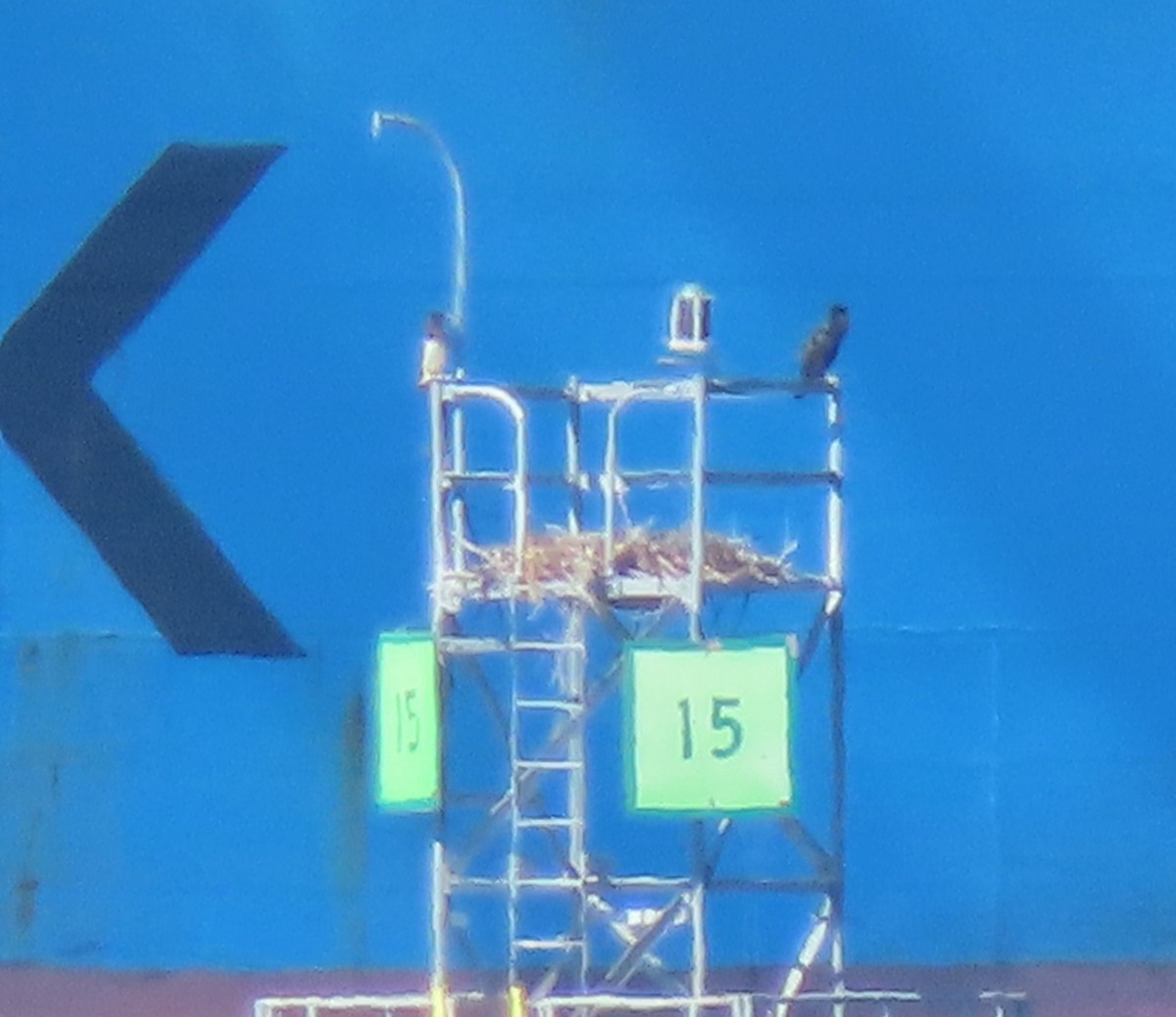 Brown Booby - ML641123593