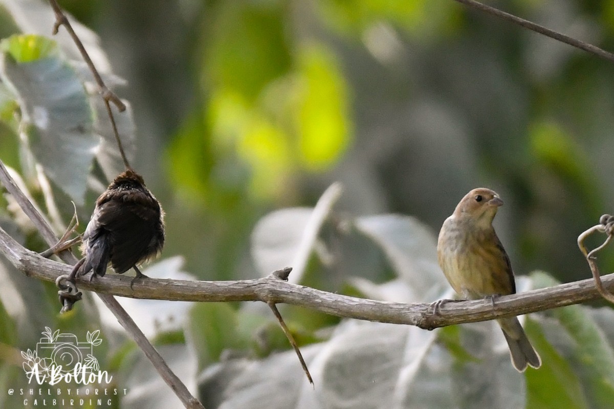 Indigo Bunting - ML641123624