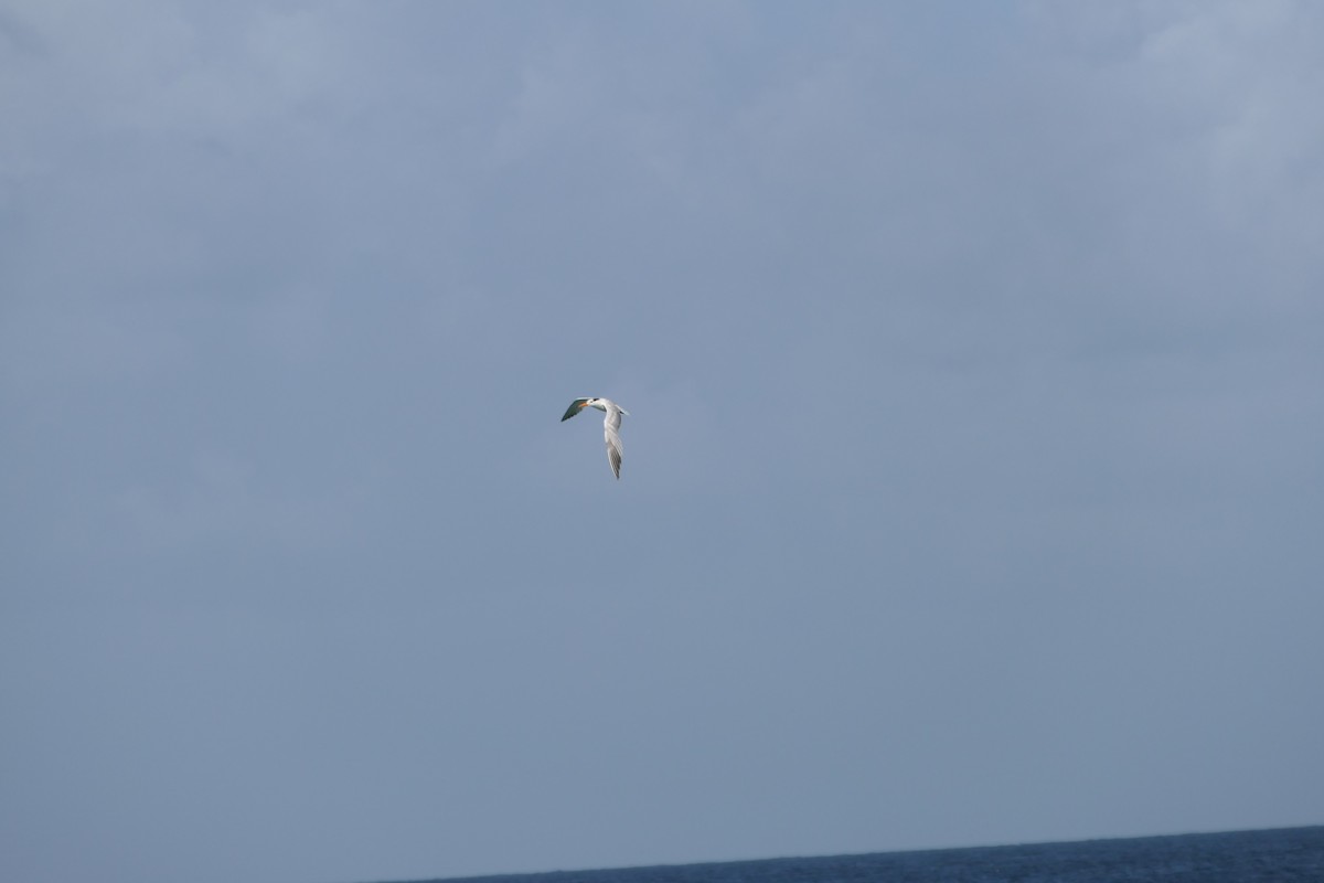 Royal Tern - ML641123627