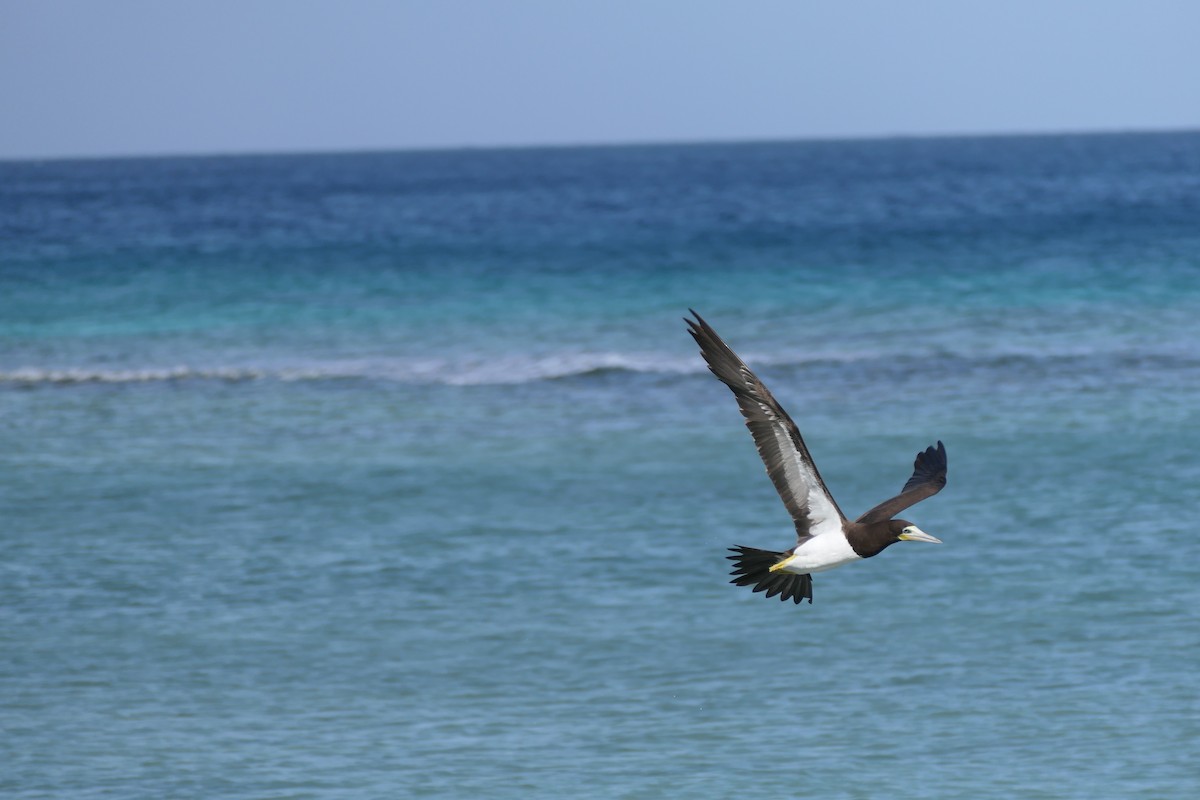 Brown Booby - ML641123638