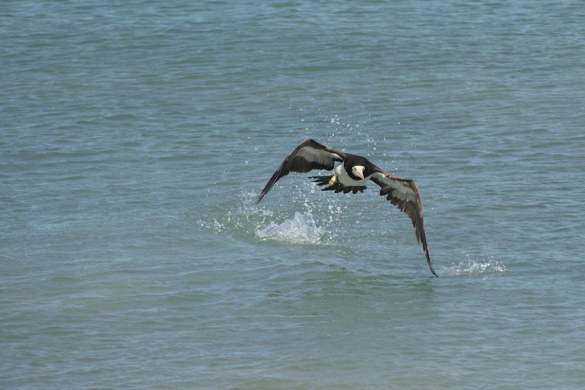Brown Booby - ML641123640