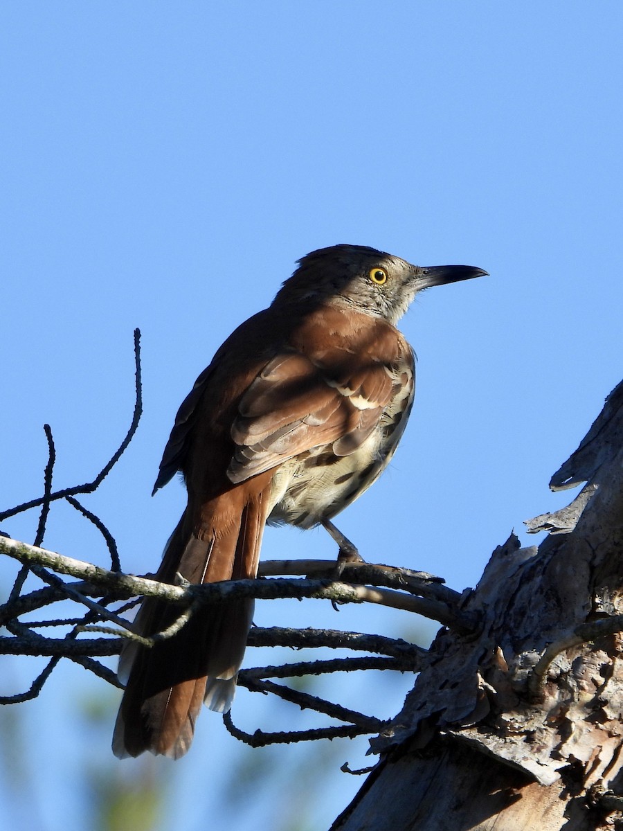 Brown Thrasher - ML641123656