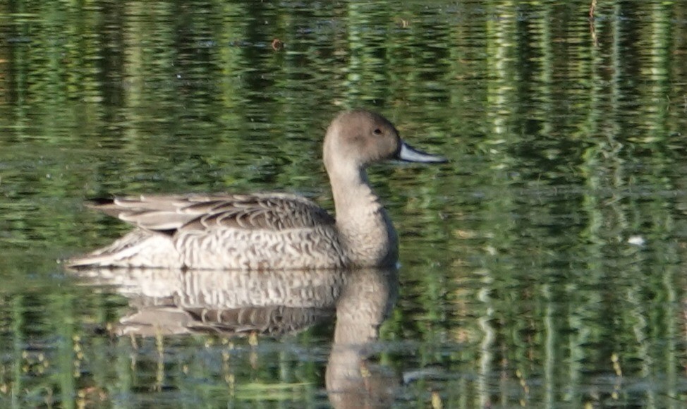 Northern Pintail - ML641123661