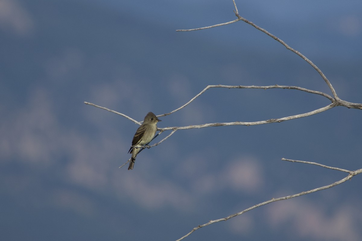 Western Wood-Pewee - ML641123668
