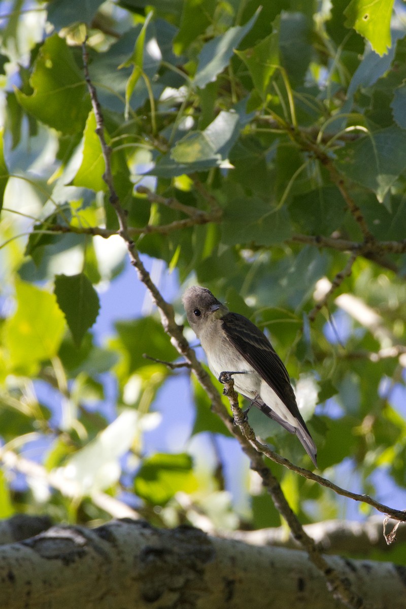 Western Wood-Pewee - ML641123669