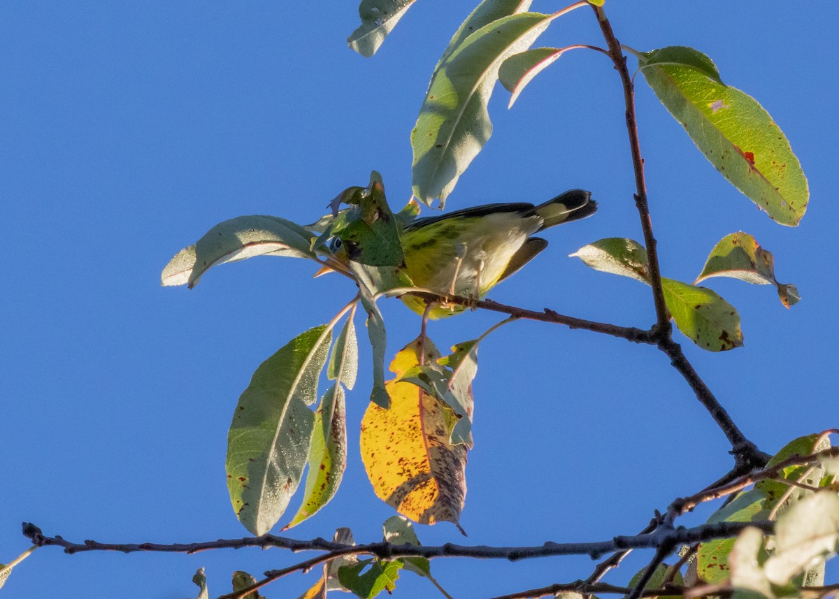 Magnolia Warbler - ML641123672
