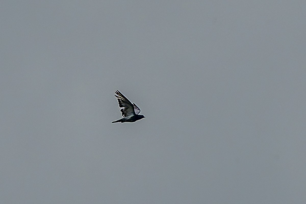 Rock Pigeon (Feral Pigeon) - ML641123682