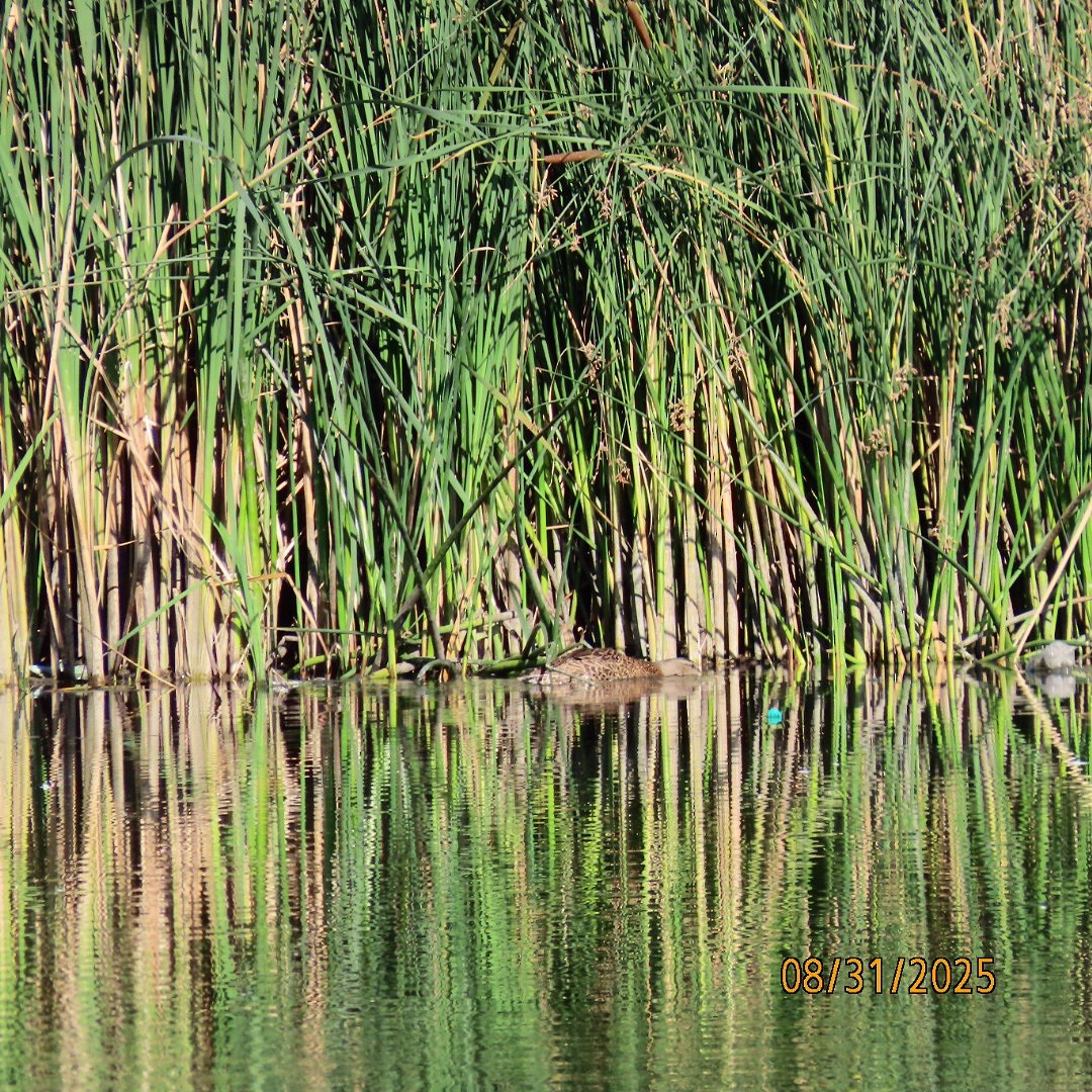 Mallard - ML641123683