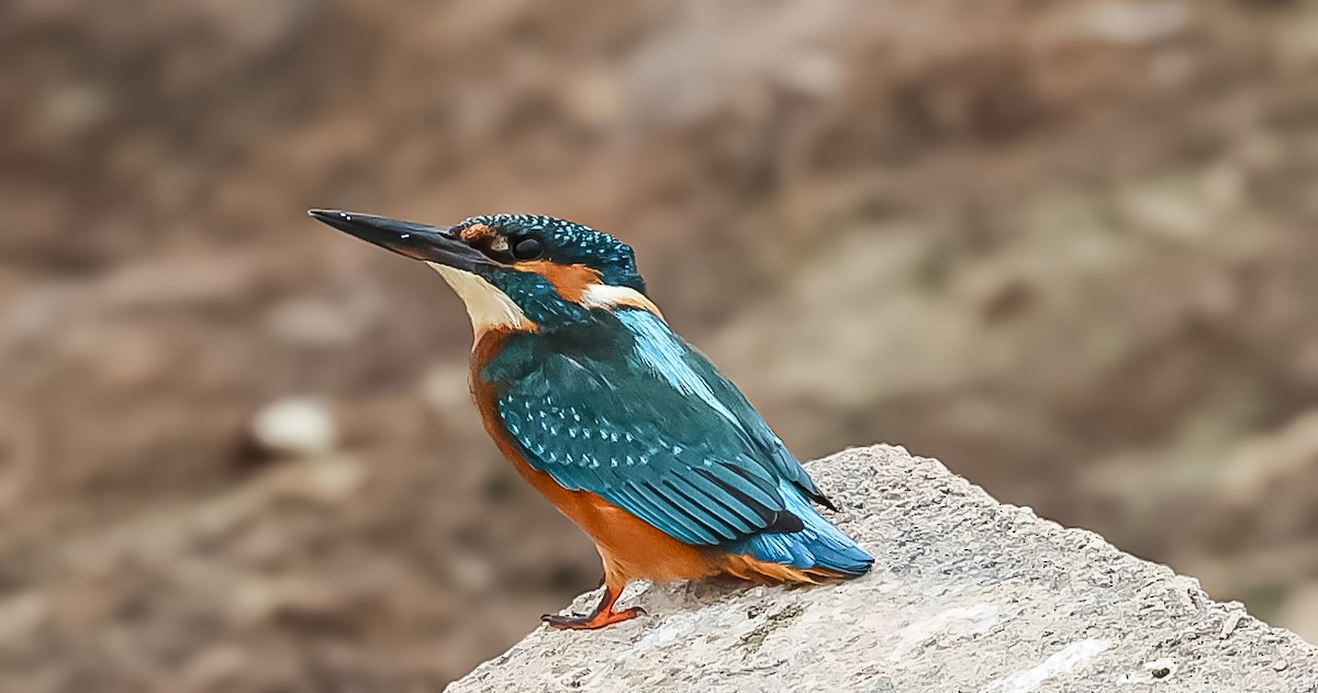 Martin pescatore - ML641123697