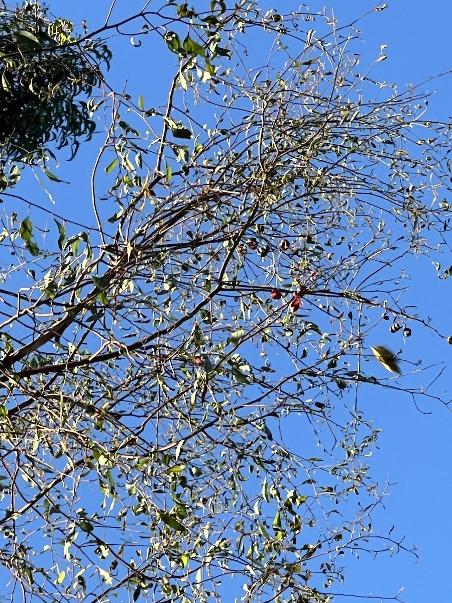 Northern Yellow Warbler - ML641123754