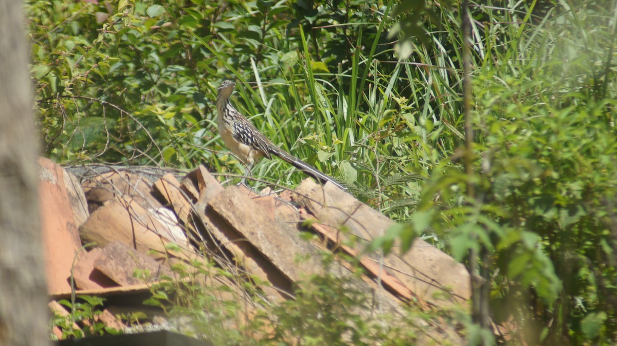 Lesser Roadrunner - ML641123809