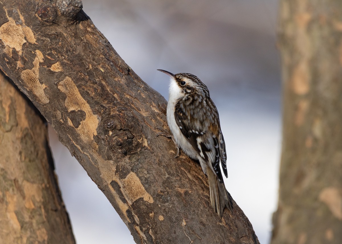 Brown Creeper - ML641123817