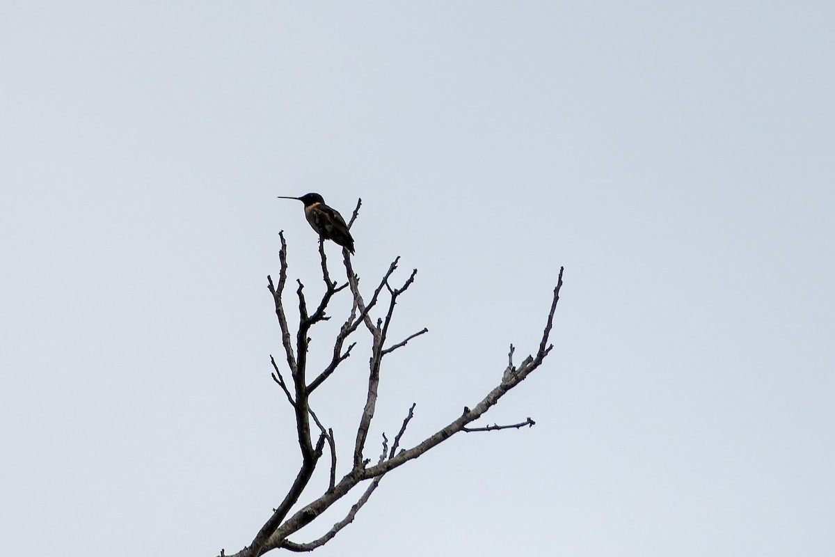 Ruby-throated Hummingbird - ML641123827