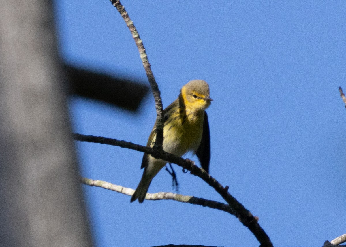 Paruline tigrée - ML641123839