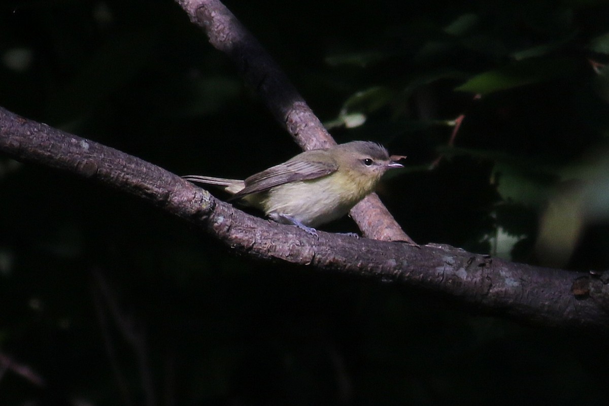 Philadelphia Vireo - ML641123840