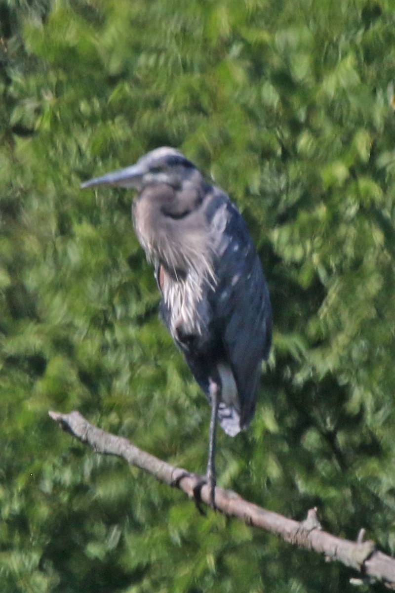 Great Blue Heron - ML641123847