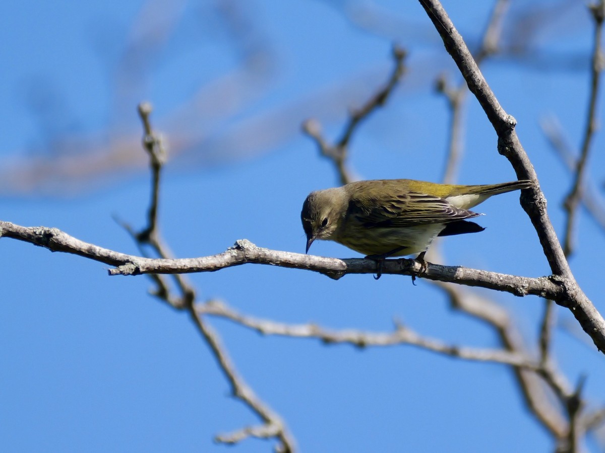 Paruline tigrée - ML641123852