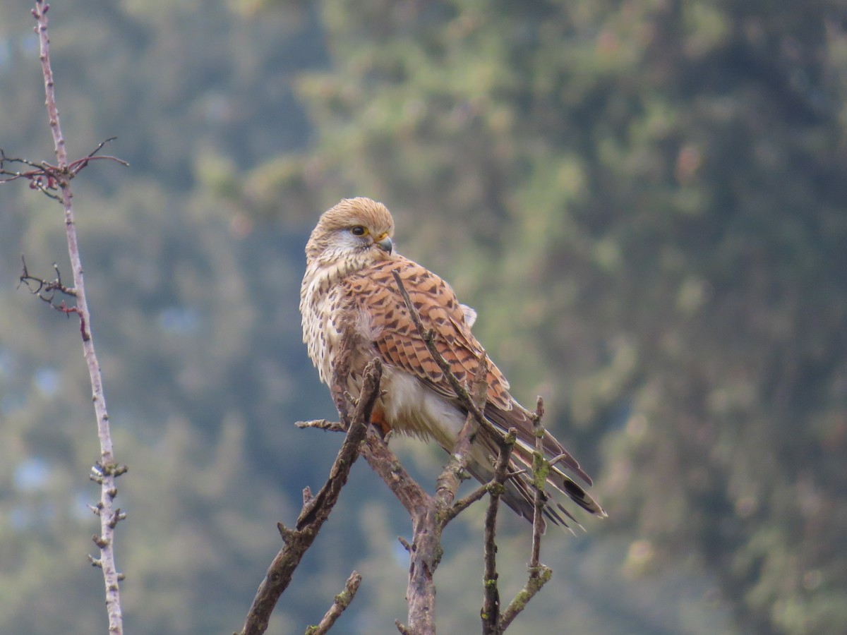 Eurasian Kestrel - ML641123862