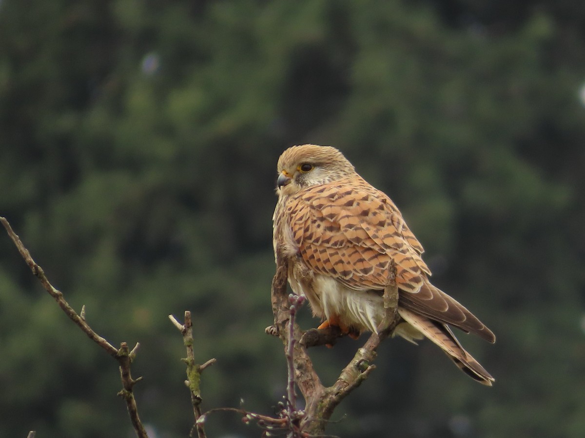 Eurasian Kestrel - ML641123863