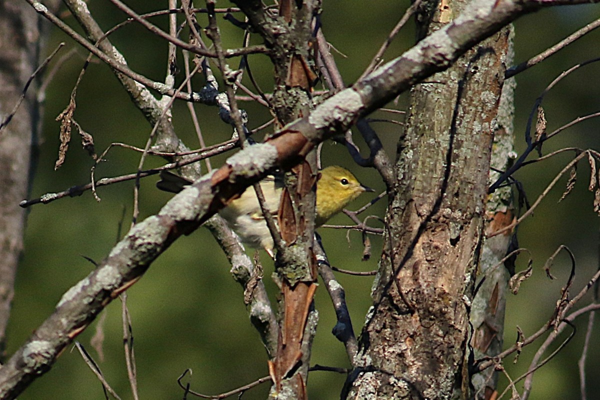 Blackpoll Warbler - ML641123877
