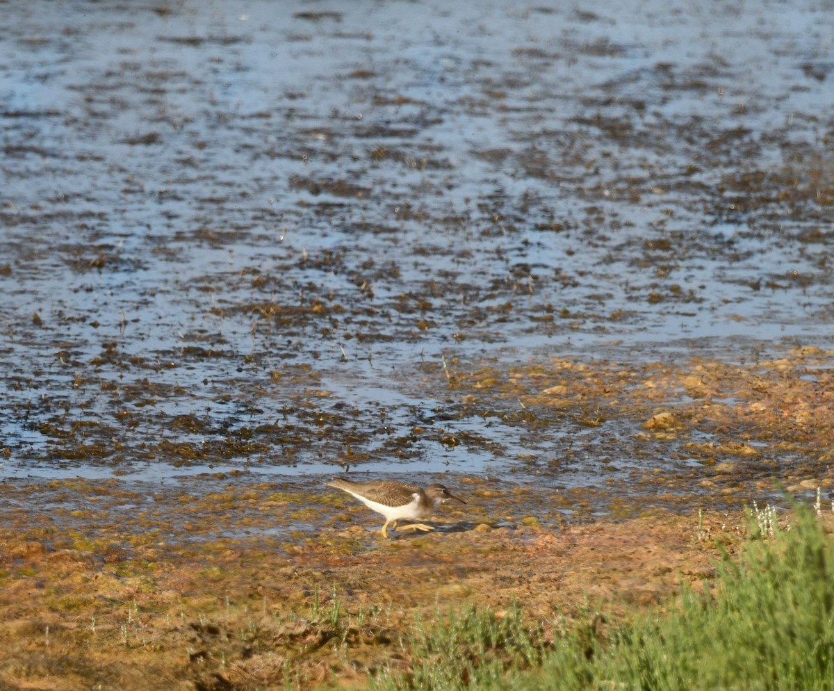 Spotted Sandpiper - ML641123883