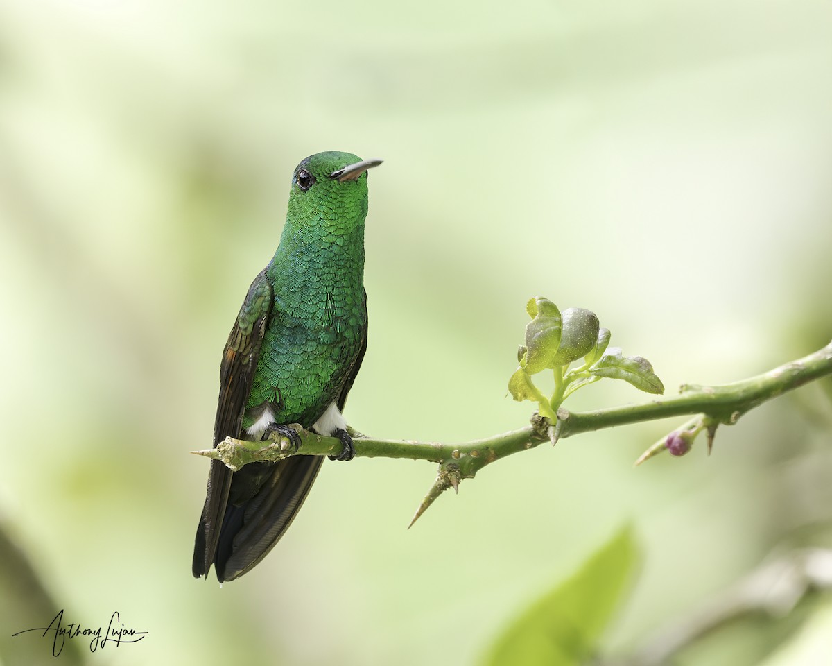 Blue-tailed Hummingbird - ML641123892
