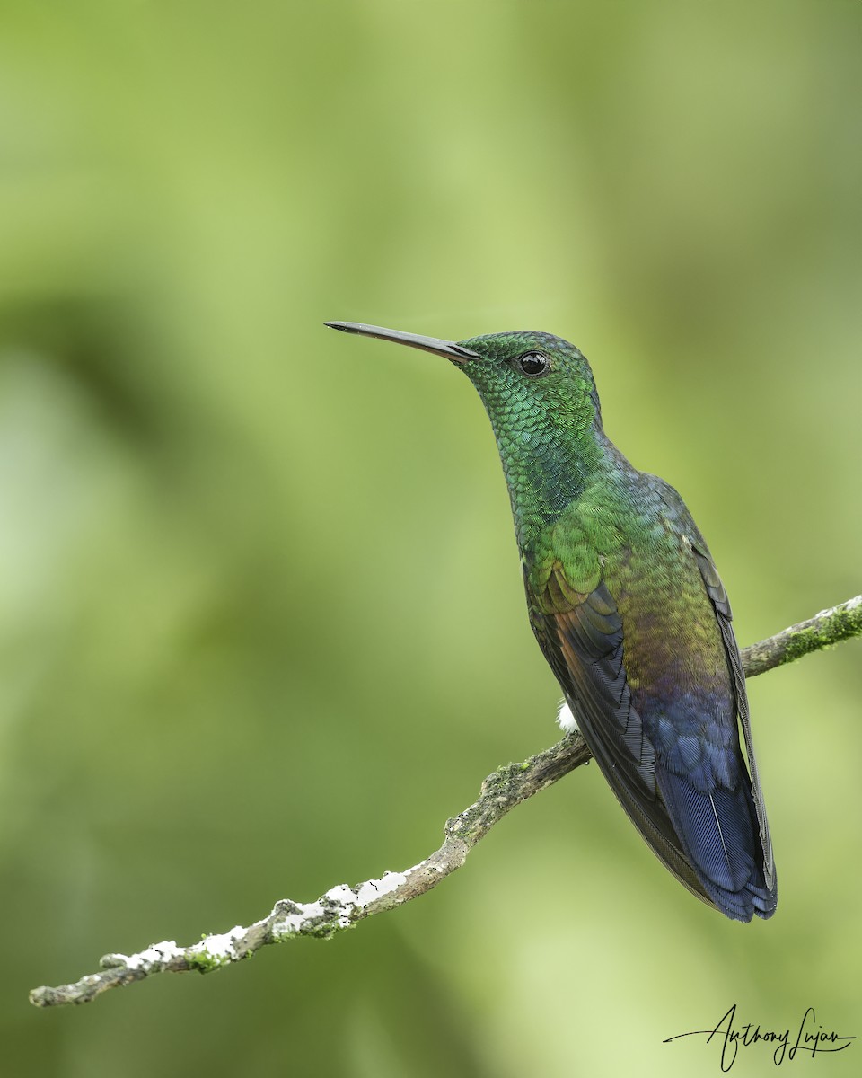 Blue-tailed Hummingbird - ML641123893