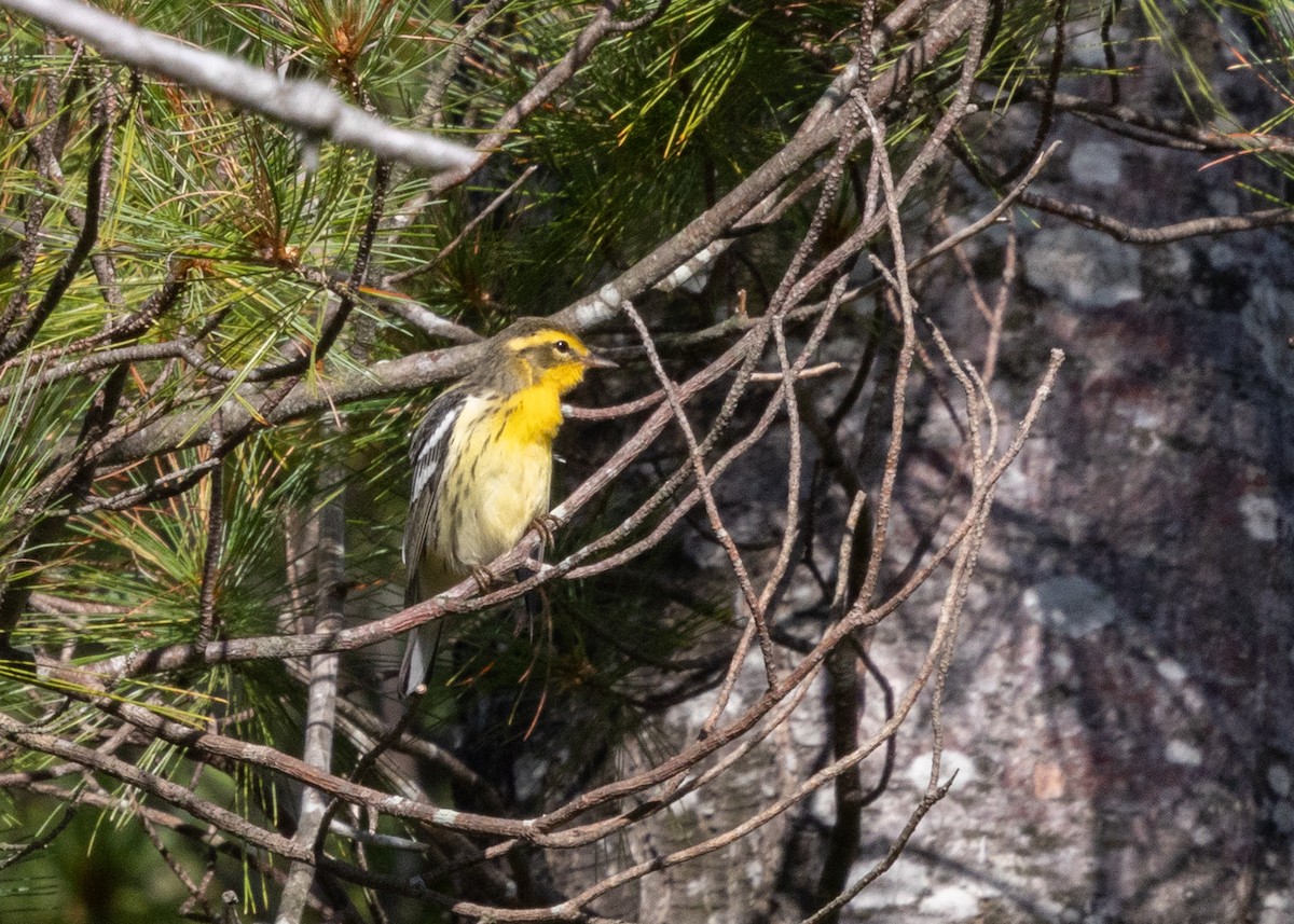 Blackburnian Warbler - ML641123896
