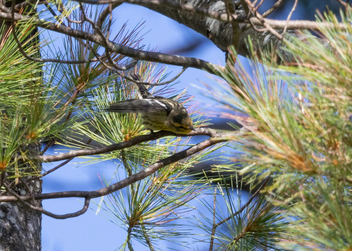 Blackburnian Warbler - ML641123898