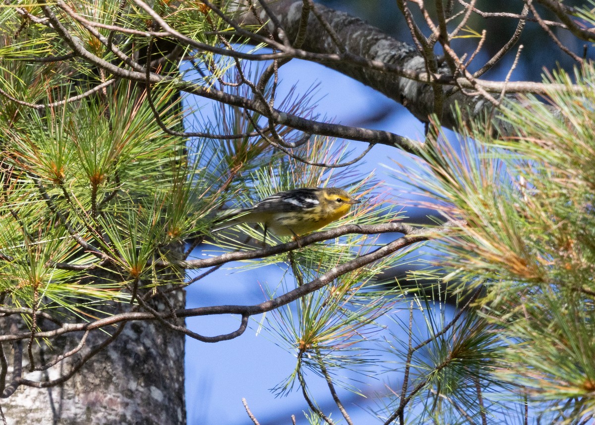 Blackburnian Warbler - ML641123899