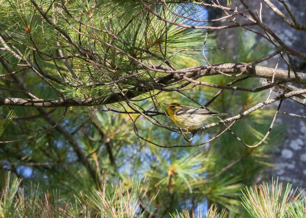 Blackburnian Warbler - ML641123900