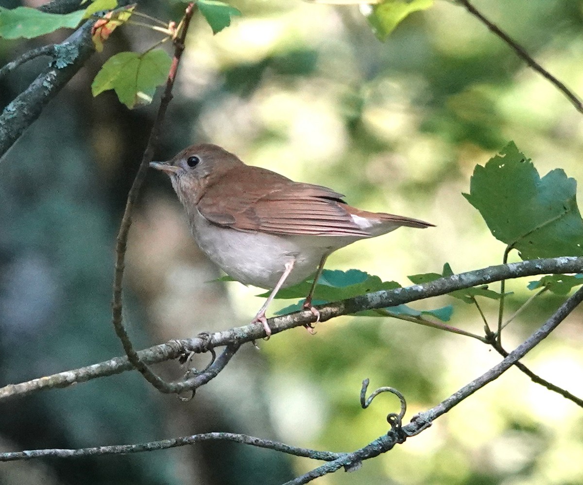 Veery - ML641123907