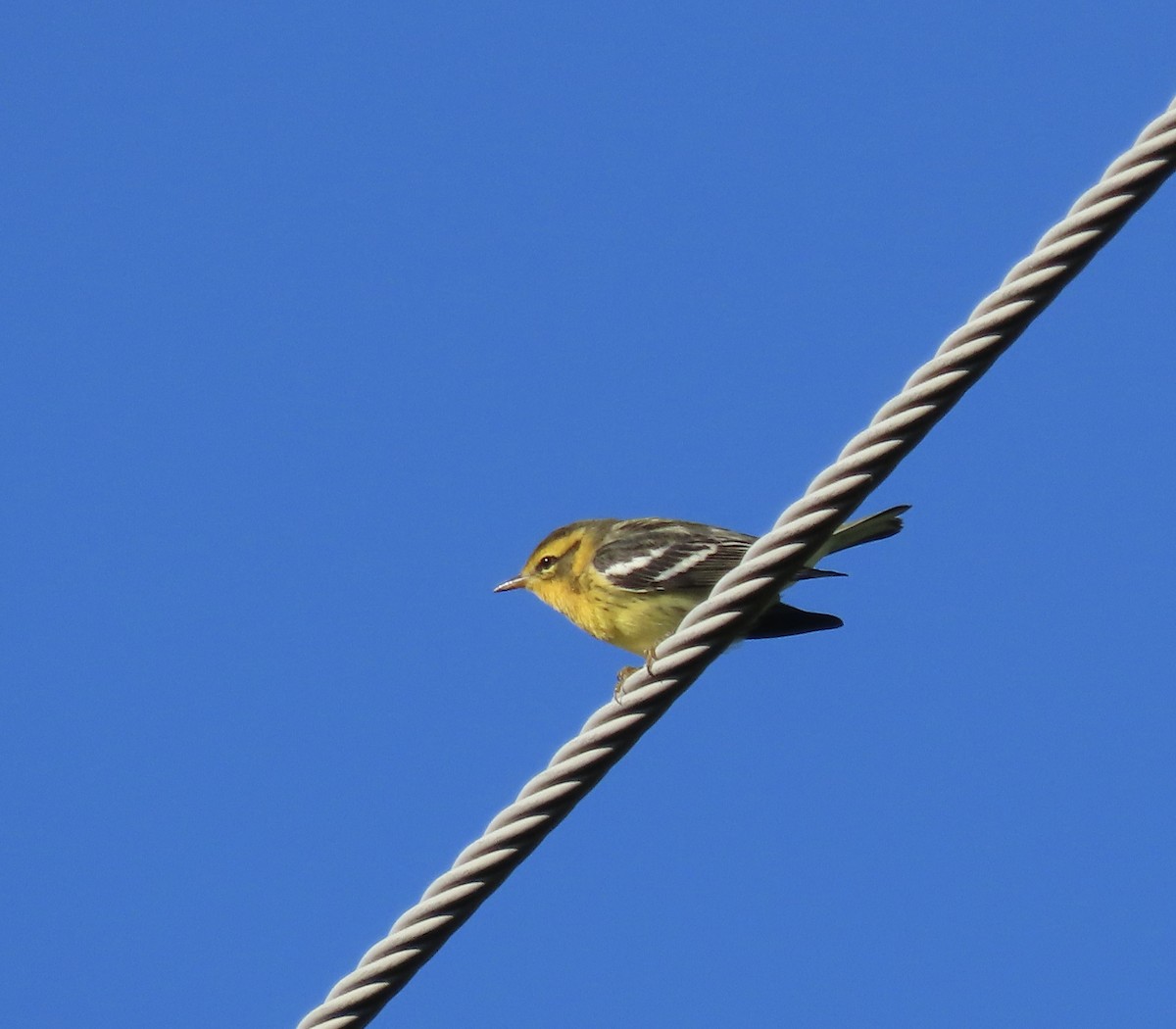Blackburnian Warbler - ML641123940