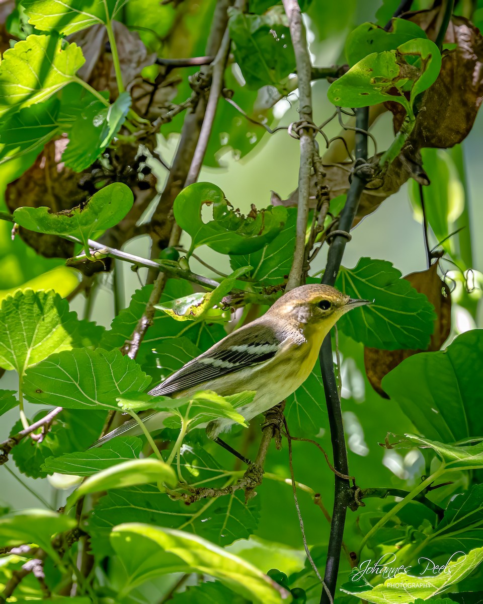 Blackburnian Warbler - ML641123952