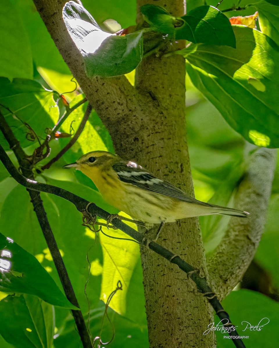 Blackburnian Warbler - ML641123953