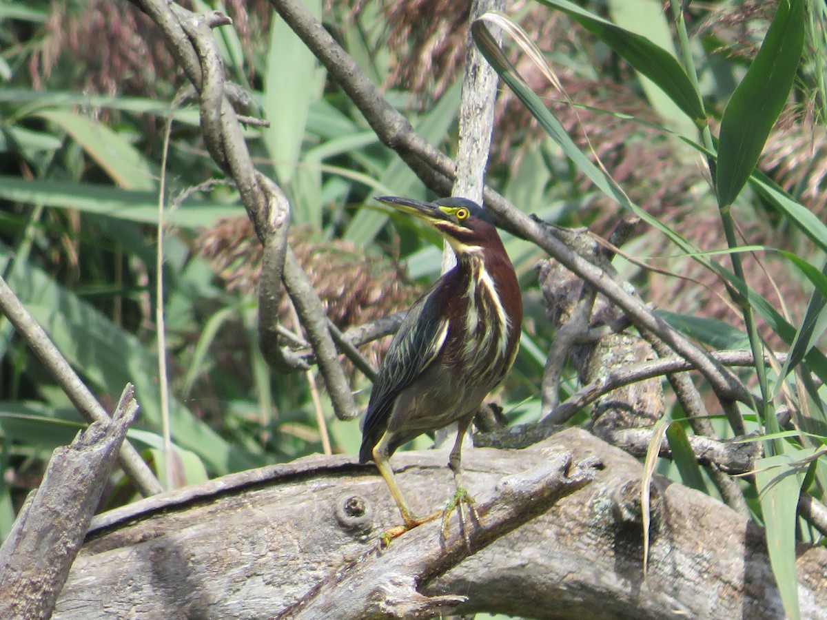Green Heron - ML641123972