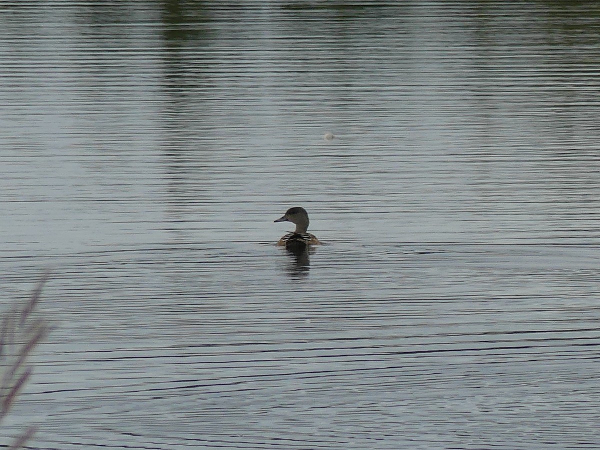 Mallard - ML641123975