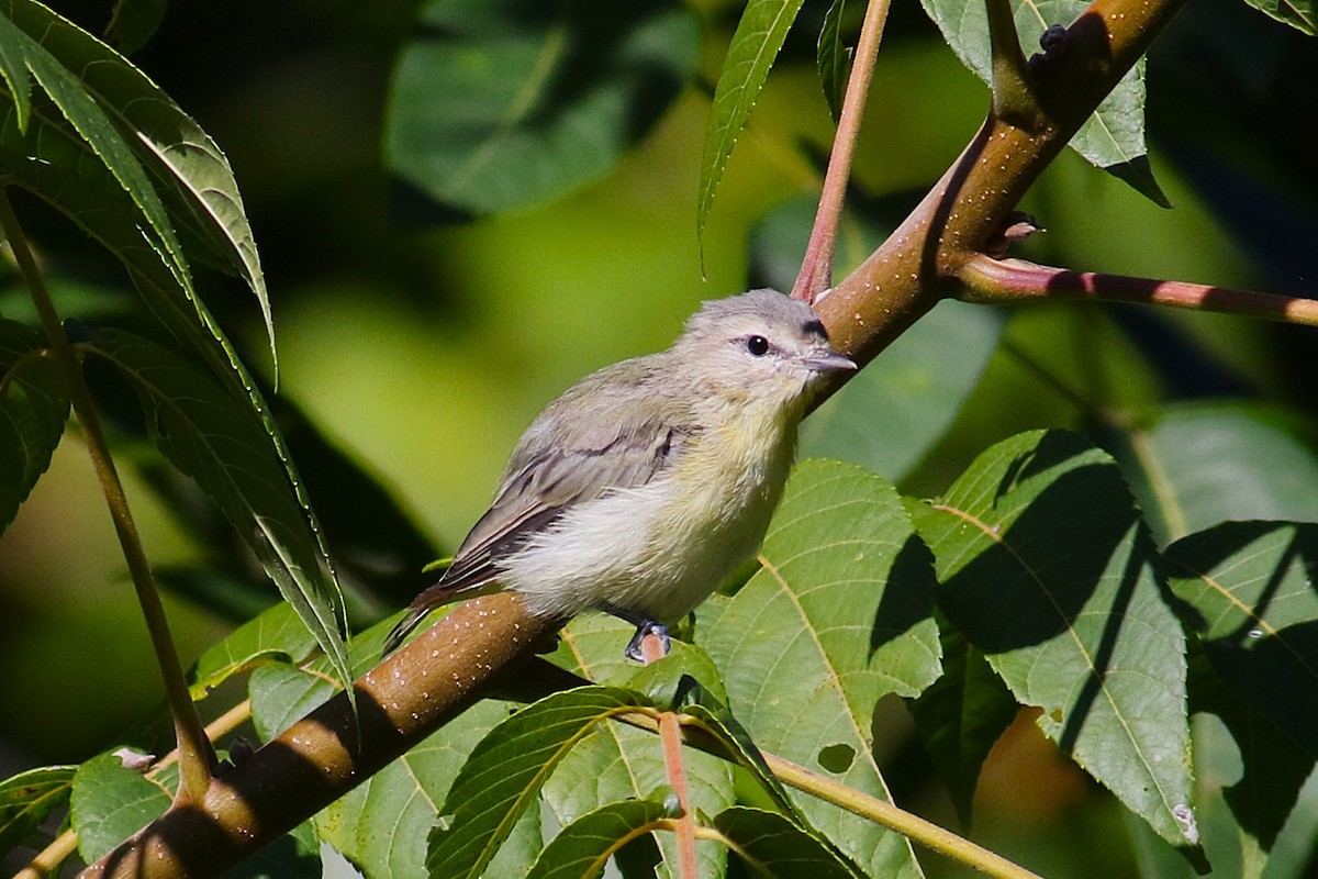 Philadelphia Vireo - ML641124000