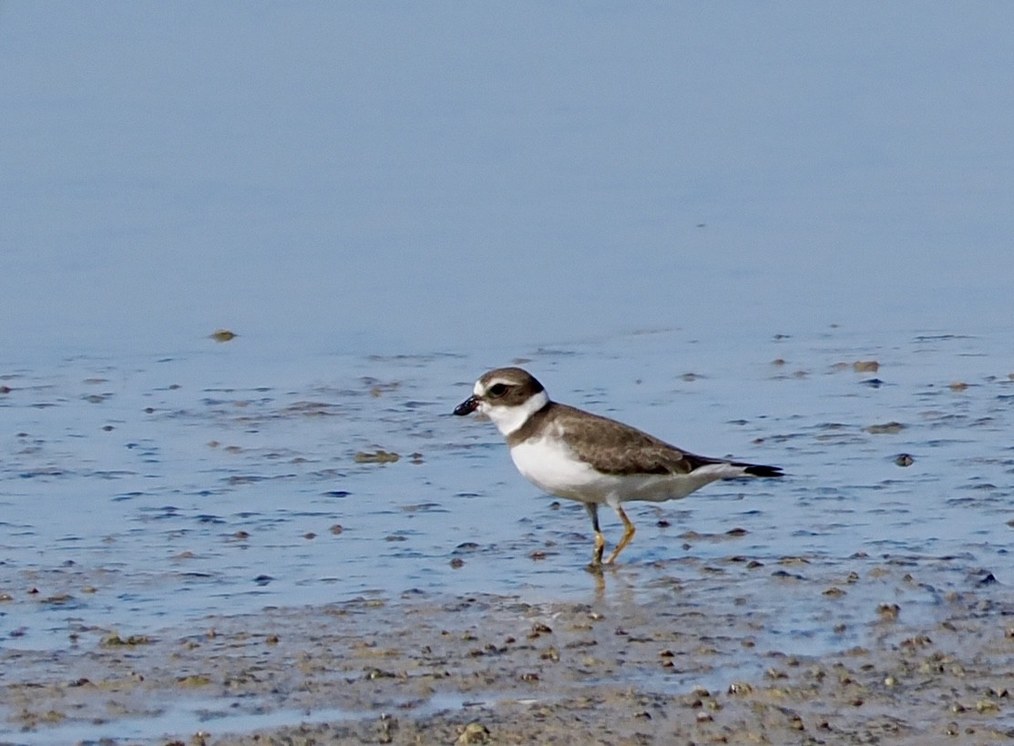 Semipalmated Plover - ML641124004