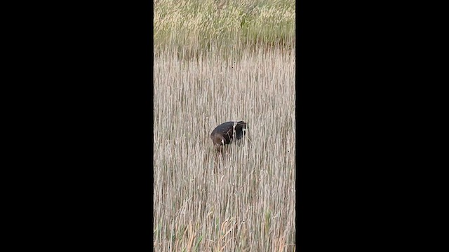 Black Stork - ML641124005