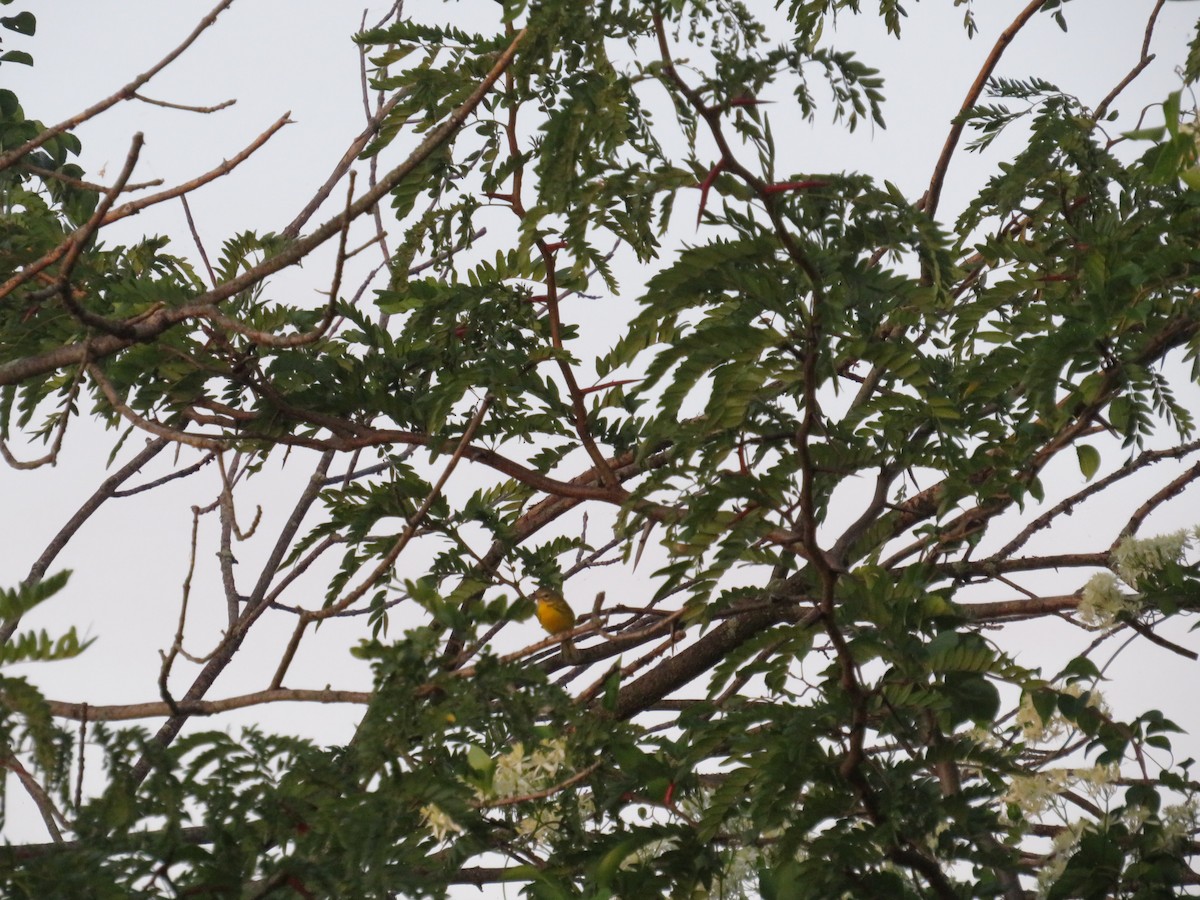 Prairie Warbler - ML641124020