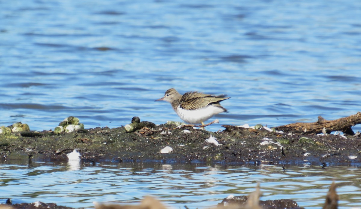 Spotted Sandpiper - ML641124040