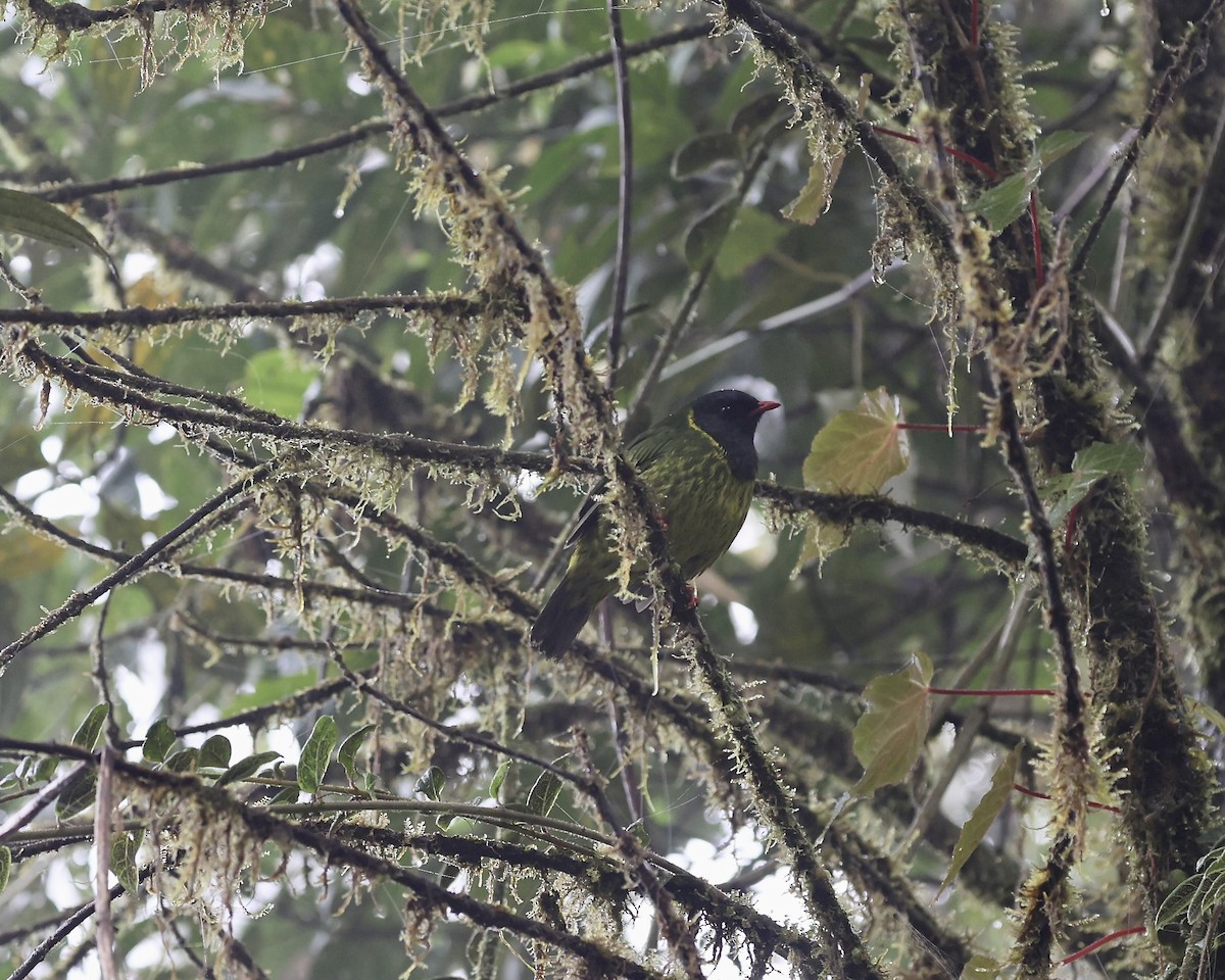 Cotinga vert et noir (groupe riefferii) - ML641124052